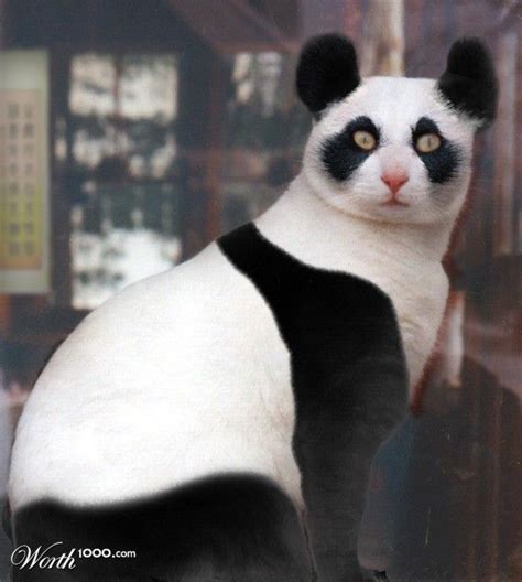 Panda Kitty Worth1000 Contests Unusual Animals Rare Animals Funny
