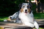 40 Best Medium Sized Dog Breeds - List of Popular Cute Medium Sized ...