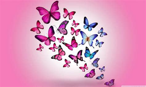 Butterfly Hd Wallpapers Desktop And Mobile Images And Photos