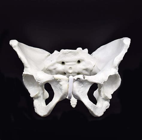 Buy Female Pelvis Skeletal Modelreplica Of Human Anatomy For Science