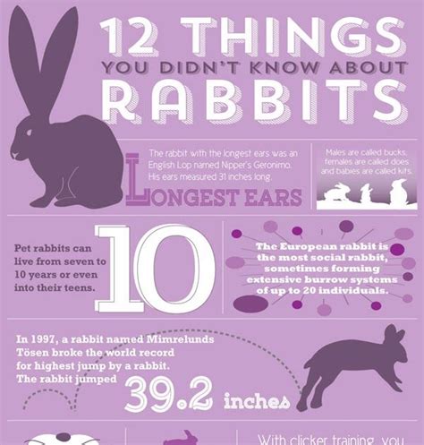 Infographic 12 Things You Didnt Know About Rabbits By Vetstreet