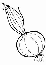 Onion Coloring Pages Kids sketch template
