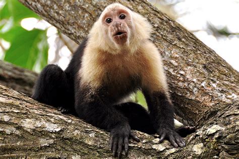 Blonde Capuchin Monkey Cebus Queirozi Hubpages