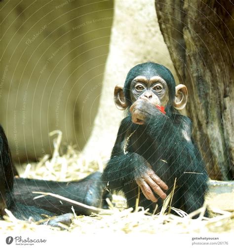Ape Animal Monkeys A Royalty Free Stock Photo From Photocase