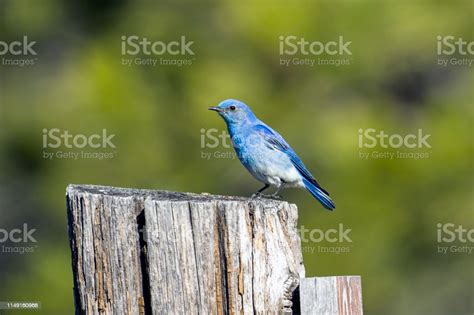 Side Profile Of Mountain Bluebird Stock Photo Download Image Now