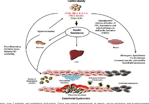 Micrornas And Endothelial Dysfunction In Relation To Obesity And Type 2