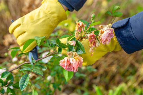 Pruning Rose Bushes In The Fall Garden Work The Pruner In The Hands