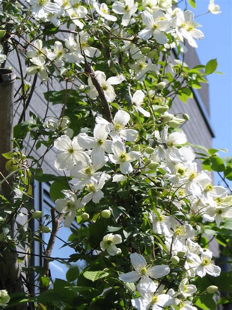 Paniculata is the most common of these, and is widespread in forest throughout the country. Clematis Snowflake | mistymoonR | Flickr