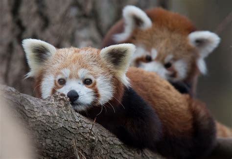 Red Panda Cubs Die As Zoo Hit With Arctic Blasts Freezing Temperatures