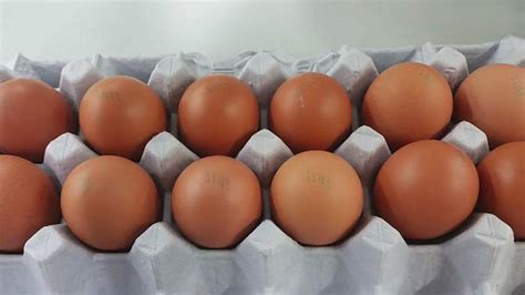 개 친환경 농가서 살충제 계란 무더기 검출일반농가 포함 곳 네이트 뉴스