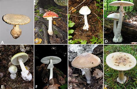 Poisonous Mushrooms Encyclopedia Of Arkansas