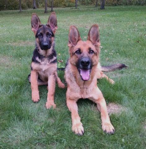 German shepherd dogs shed year round, but it's nothing you wouldn't expect of a dog with a thick coat, and certainly nothing a daily brushing can't. AKC German Shepherd Puppies for Sale in Baxter, Minnesota ...