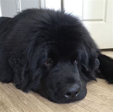 Pin By Kelly Schmidt On Newfoundland Dog Cute Animals Dogs Animals