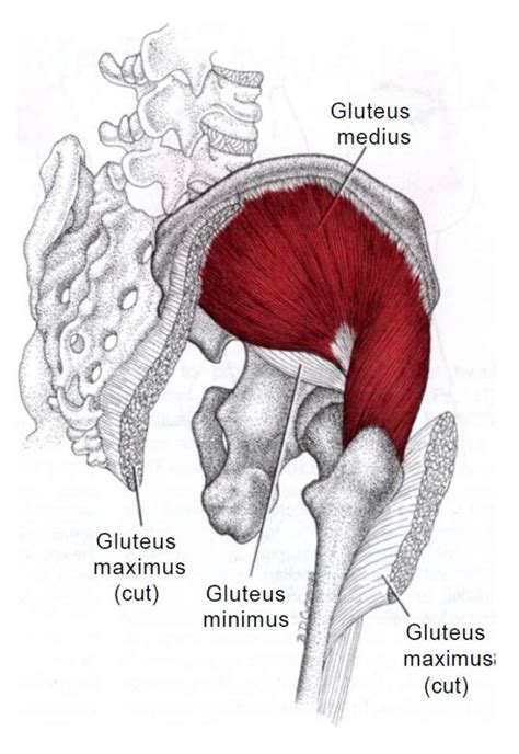 Gluteus Medius Muscle Geelong Myotherapy And Wellness Centre