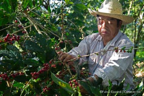 Don justo coffee can be purchased at sacred heart church, 1115 s. La historia de un café justo y sostenible en México - Suum