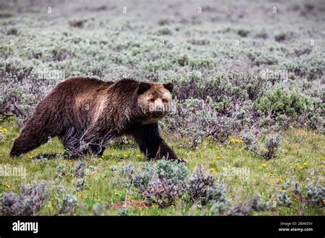 Grizzly Bear Yellowstone National Park Wy Stock Photo Alamy