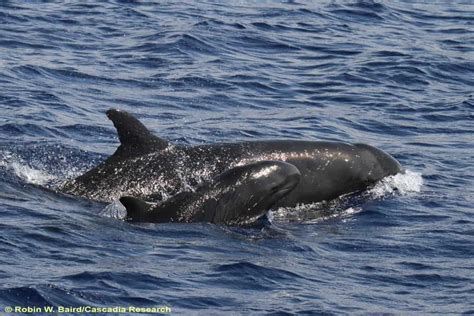 False Killer Whales Hawaiis Local Whale Species Maui Ocean Center