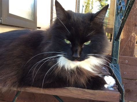 Oscar Male Long Haired Black And White Cat 4 Yr Old