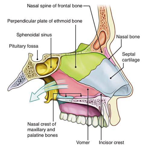 Easy Notes On Nasal Cavitylearn In Just Minutes