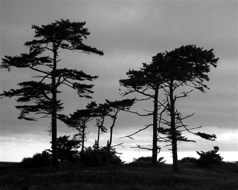 Coastal Pines Photograph By Timothy Bulone Fine Art America