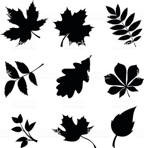 Autumn 🍂 🍁 Leaf Silhouette Leaf Stencil Leaves Vector