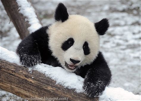 Cute And Funny Pictures Of Animals 31 Pandas 4