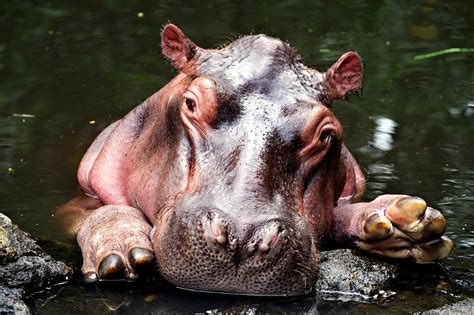Hippo Animal Wildlife Free Photo On Pixabay Pixabay