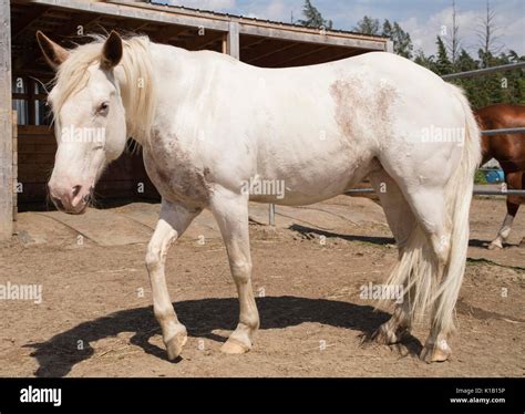 White American Paint Horse Stock Photo Alamy