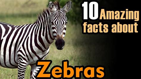 Zebra Facts About Zebra Zebras Facts Facts About Zebra🦓 Youtube