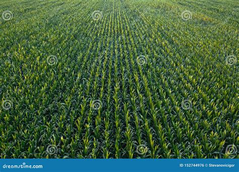 Aerial View Of Green Corn Crops Field Stock Photo Image Of