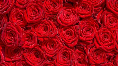 Red Rose Flower Background 42 Pictures