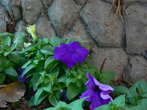 Petunia | Common name: Petunia, Garden Petunia Botanical nam… | Flickr