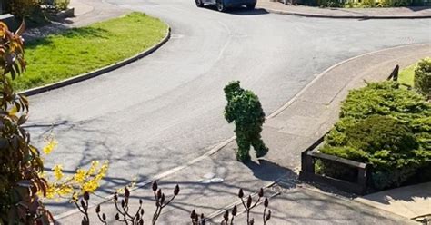 Video Neighbour Caught Escaping Lockdown By Dressing As A Bush