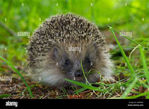 European Hedgehog Erinaceus Europaeus Wild Adult Powys Wales June
