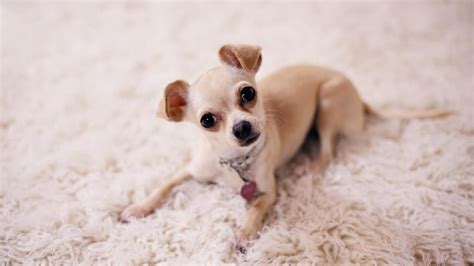 Why Do Chihuahuas Have Big Ears And How To Keep Them Clean 2021