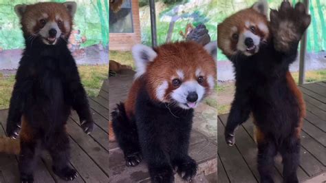 Airlines Óvakodik Beszélgetés Red Panda Standing Up Puszta Részeg Cserjés