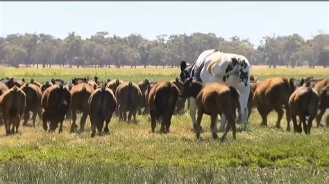 Knickers The Cow Giant Steer Goes Viral After Being Too Big For Porn