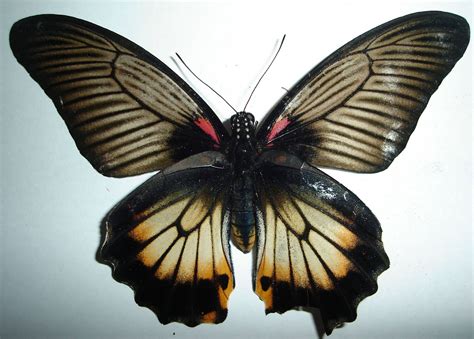 Misalnya video, kata kata, hingga kumpulan gambar gokil. Petra Kendari: Kristen Kupu2 atau lebah