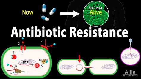Antibiotic Resistance Animation Youtube