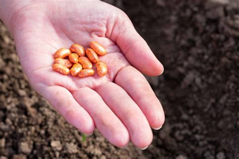 13 Different Types Of Edible Beans For The Garden Gardeners Path