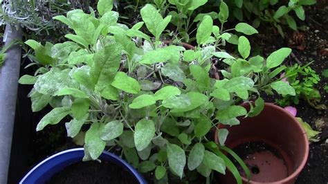 All plants contain antiviral compounds but few foods have been thoroughly tested to confirm how many of these compounds exist in each plant and which viruses they kill. Anti-Viral Herbs In My Garden - YouTube