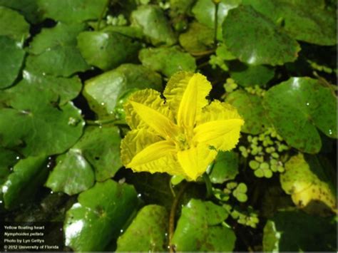 National Invasive Species Awareness Week Yellow Floating Heart Msu