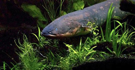 Shocking Scientists Unravel Mysteries Of Electric Eel