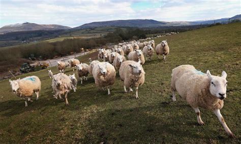 Sheep Now Outnumber People Three To One In Wales Sick Chirpse