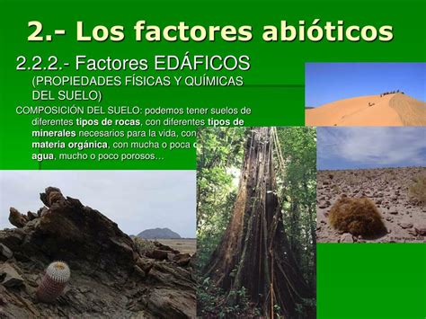 PPT ECOLOGÍA PowerPoint Presentation free download ID 1344462