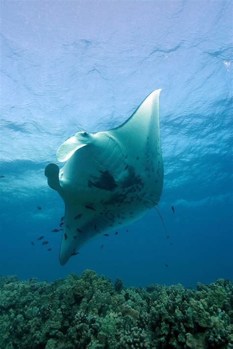 Manta Ray Cleaning Station A Manta Ray Passes Over A Reef Flickr