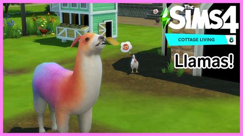 The Sims 4 Llamas Everything You Need To Know Cottage Living Youtube