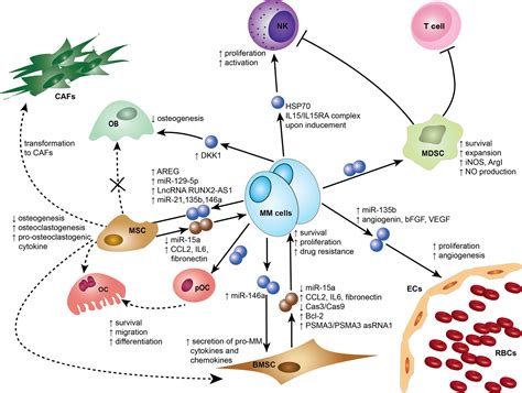 Frontiers Exosomes In The Pathogenesis And Treatment Of Multiple