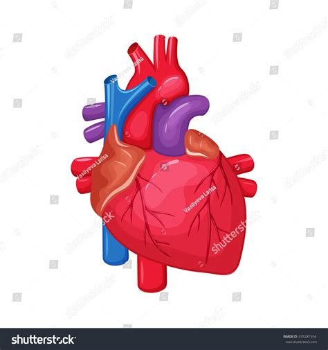 Human Heart Anatomy Heart Medical Science Vector Illustration