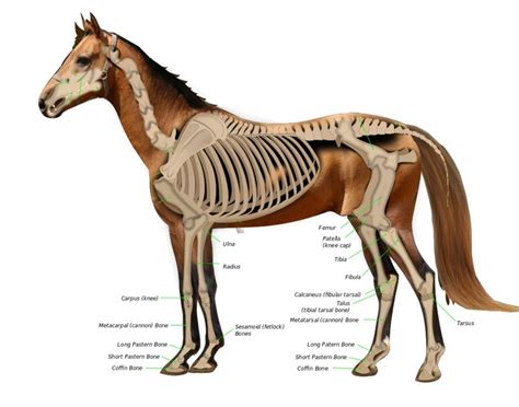 Male Horse Anatomy Explore Organs And Anatomy Diagram